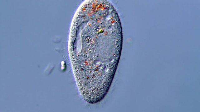 Movement of Paramecium protozoa in pond water under microscope view 