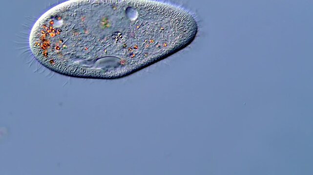 Paramecium under microscopy, video for Education 
