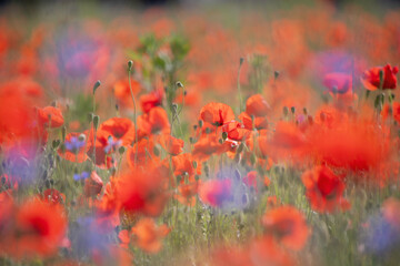 Blühende Mohnblumenwiese mit intensiv roten Blüten im Sommer. Wildblumen in voller Pracht,...