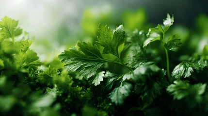 Fresh vibrant green parsley leaves glistening with dew drops captured in a detailed close up emphasizing natural freshness