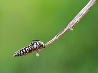 Macro of a leafcutter cuckoo bee