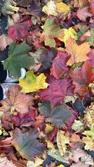 Vibrant autumn leaves covering the ground with sneakers.