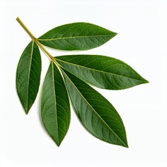 Obraz premium Isolated green leaves arrangement against white backdrop emphasizing botanical details