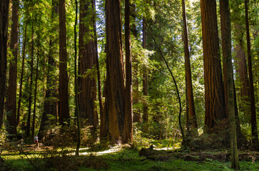 Obraz premium Henry Cowell Redwoods State Park