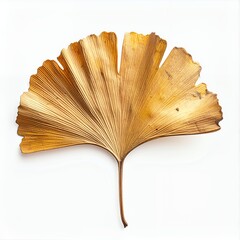 Ginkgo leaf in warm gold tones isolated on a crisp white background to bring out the details