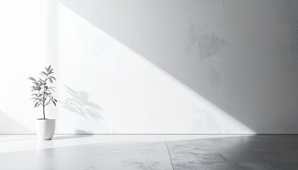 Modern minimalist room scene with potted greenery in natural light. perfect for background

