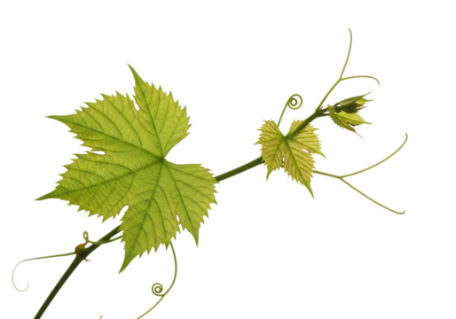 Green grape vine leaf and tendrils isolated on transparent background