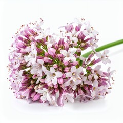 Delicate valerian bloom showcasing its cluster of pale pink petals on white backdrop