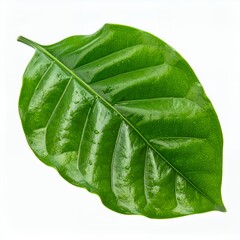 Isolated glossy green leaf showcasing intricate veins on a stark white backdrop