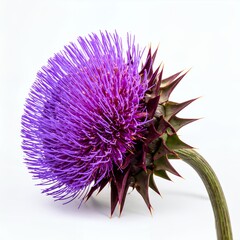 Isolated purple thistle flower with spiky bracts showcased on a white backdrop