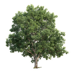 Obraz premium tree isolated on white background