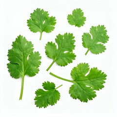 Fresh coriander leaves arranged on a clean white background creating an organic pattern