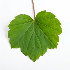 Isolated vibrant green leaf with intricate venation details on clean white backdrop