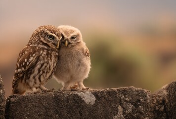 Fototapeta premium Two owls perched close together on rock in natural daylight setting