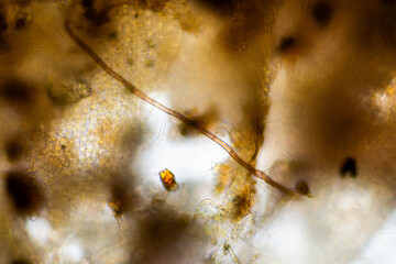australian regenerative agriculture soil microorganisms and soil biology, with nematodes and fungi under the microscope. in a soil and compost sample