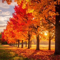 Fototapeta premium Autumnal trees lining a field