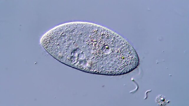 Protozoa microorganism under DIC microscope, 4K Video 