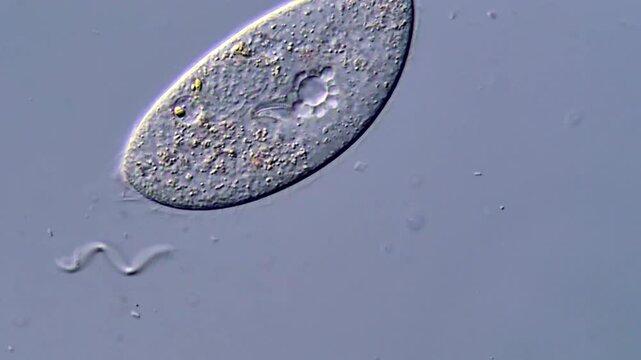 Protozoa under DIC microscope view 