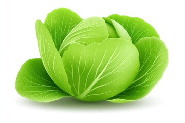 A vibrant green cabbage isolated on white background