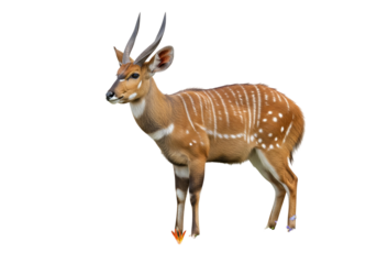 A side view of a spotted deer, showcasing its intricate coat patterns and elegant posture against a black backdrop.