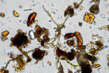 australian regenerative agriculture soil microorganisms and soil biology, with nematodes and fungi under the microscope. in a soil and compost sample