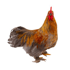 A gray-yellow rooster is looking at the camera. The isolation is on a transparent background in the PNG format.