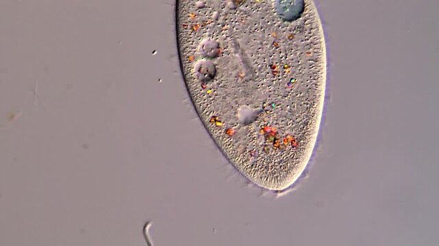 Paramecium protozoa under microscopy view 400x magnification 