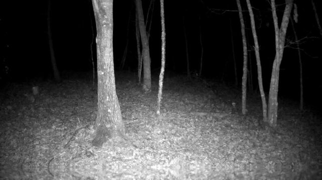 Bobcat Climbing Tree at Night in North Carolina Foothills