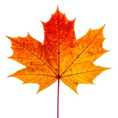 Obraz premium Autumn maple leaf against white