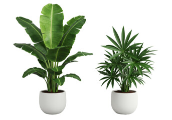Vibrant green banana plant, pronounced white venation, and exotic dark green plant, starburst leaves, in matte white planters on transparent studio background, top-down, diffused light. Concept of