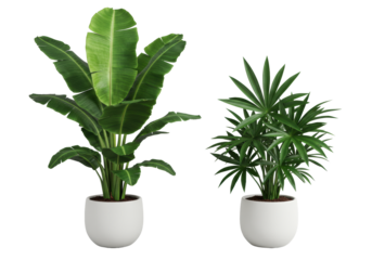 Vibrant green banana plant, pronounced white venation, and exotic dark green plant, starburst leaves, in matte white planters on transparent studio background, top-down, diffused light. Concept of