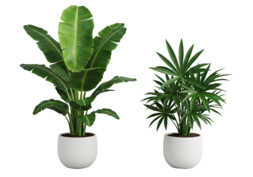 Vibrant green banana plant, pronounced white venation, and exotic dark green plant, starburst leaves, in matte white planters on transparent studio background, top-down, diffused light. Concept of
