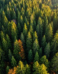 Forest Canopy Aerial View.