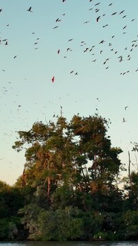 Flight Of The Scarlet Ibis At Araioses In Maranhao Brazil. Wildlife Landscape. Parnaiba Delta Waterfront. Maranhao Brazil. Sea Birds Animals. Flight Of The Scarlet Ibis At Araioses In Maranhao.