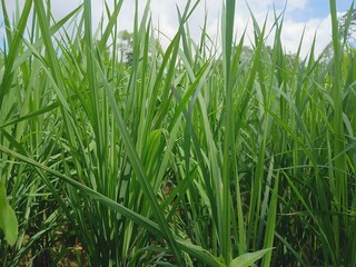 Lush green field with tall blades of grass under a bright sky