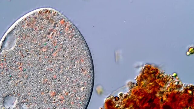 Unicellular microorganism under microscopy view 