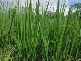 Close-up view of vibrant green grass stalks reaching towards a bright sky outdoors