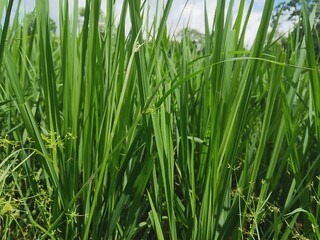 Vibrant green stalks of tall grass swaying gently in the sunlight outdoors nature