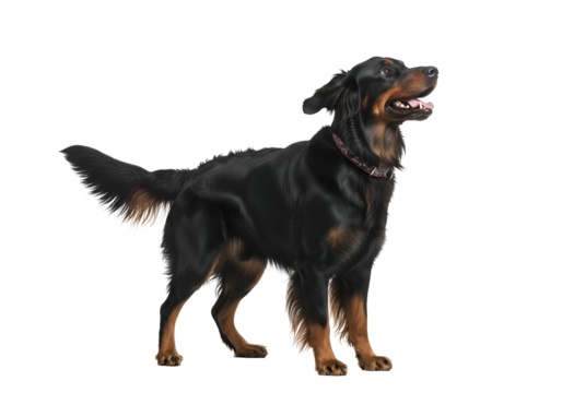 A captivating image of a black and tan dog, standing alert and looking upward, against a striking black backdrop.