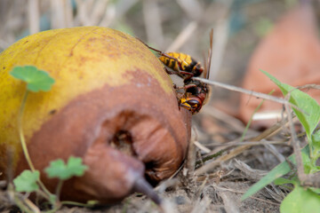 Hornisse (Vespa crabro) an Fallobst Birne (Pyrus communis), Europ&auml;ische Hornisse frisst an reifer Fallobst-Birne. Wichtig f&uuml;r Artenvielfalt, Nahrung f&uuml;r Insekten und Zersetzung organischer Stoffe