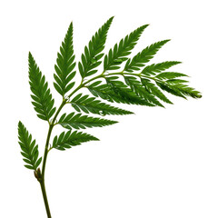 Elegantly curved sprig of vibrant green plant foliage with intricate veins and glistening water droplets, isolated on a clean transparent studio background with soft even lighting, concept for