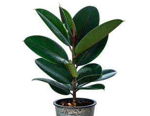  Angled Side View of Potted Rubber Plant, Natural Shine on Leaves, Isolated