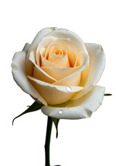 transparent rose with white-to-peach-cream petals, glistening water droplet, isolated studio shot against transparent. Concept of pure elegance and product perfection.
