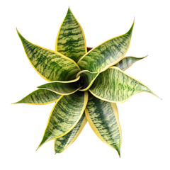 Sansevieria Plant: A close-up, overhead shot showcases a vibrant sansevieria plant with its unique pattern. showcasing the intricate design and beauty of this common houseplant.