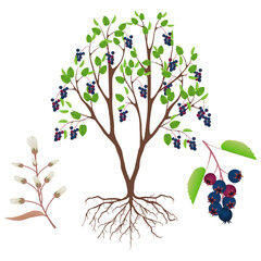 Irga bush with fruits and flowers on a white background..eps