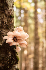 Gruppo di funghi bianchi su tronco d&rsquo;albero nel bosco