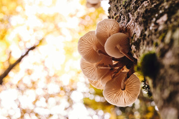 Funghi bianchi su tronco d&rsquo;albero in foresta autunnale
