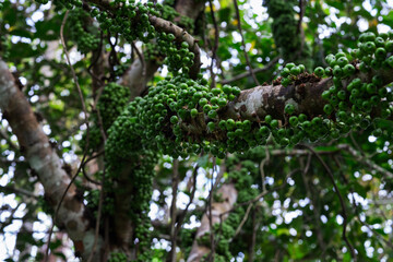 Cluster Fig