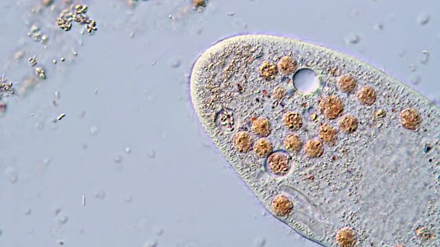 Paramecium Ciliate under microscope 