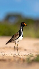 Bird on sandy ground.  Sharp focus, clear image